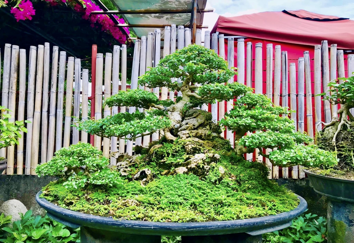 Bong De Luna bonsai